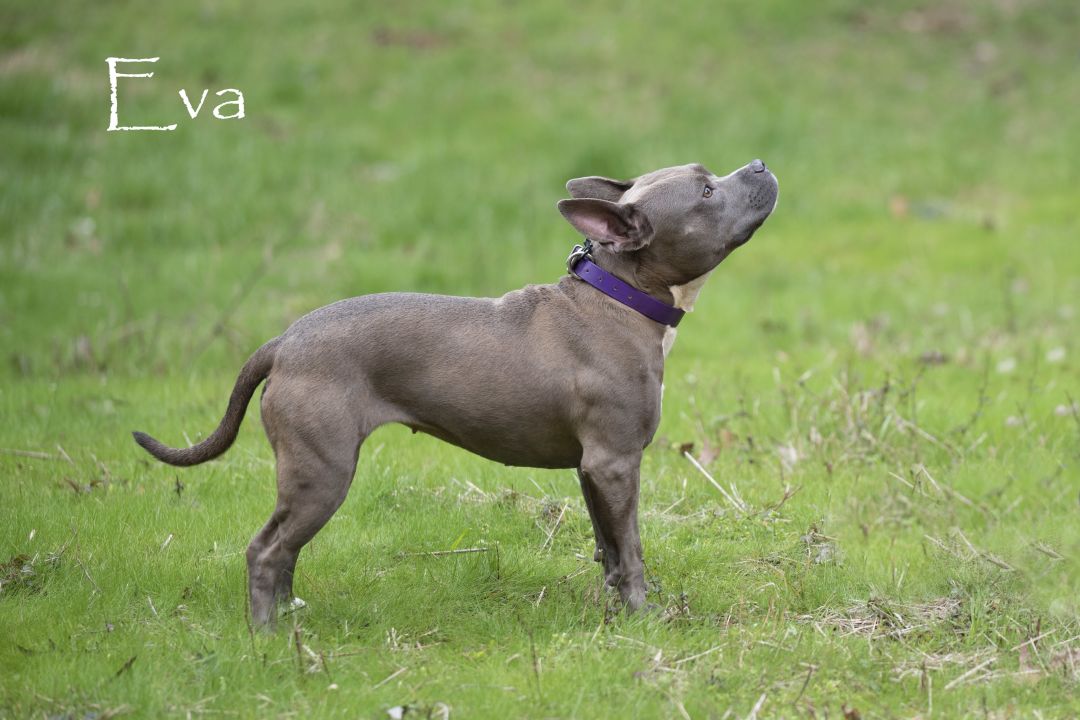 Eva Oconee County Animal Shelter