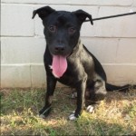 Adoptable (Official) Georgia Dogs for March 30, 2020