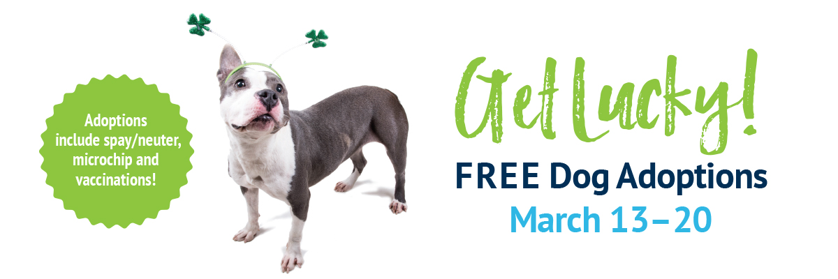 Free Dogs