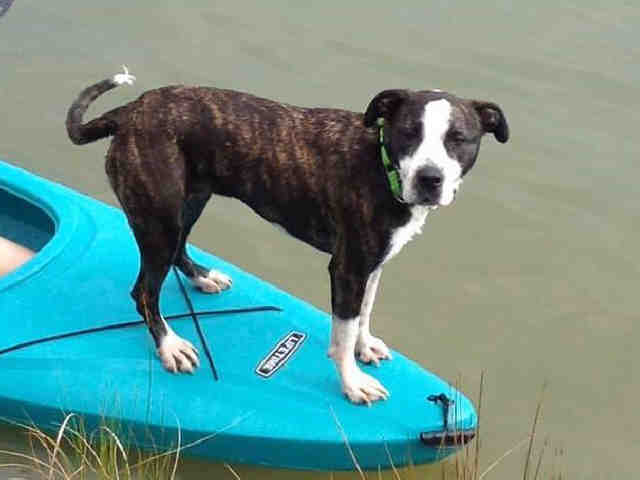 Heaven Fulton County Animal Services