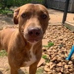 Adoptable (Official) Georgia Dogs for March 19, 2020