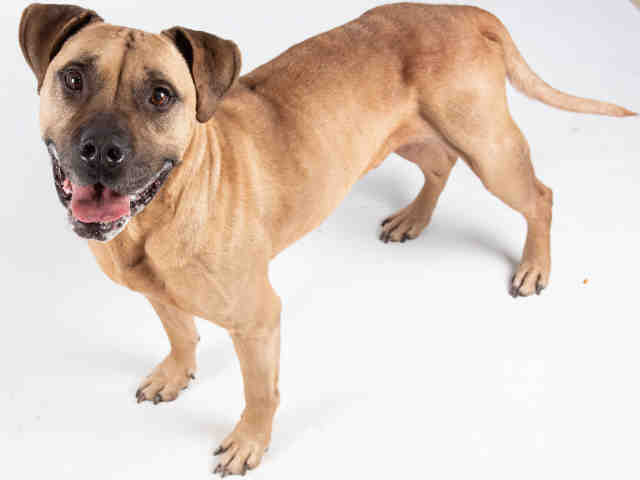 Joe Fulton Animal Services
