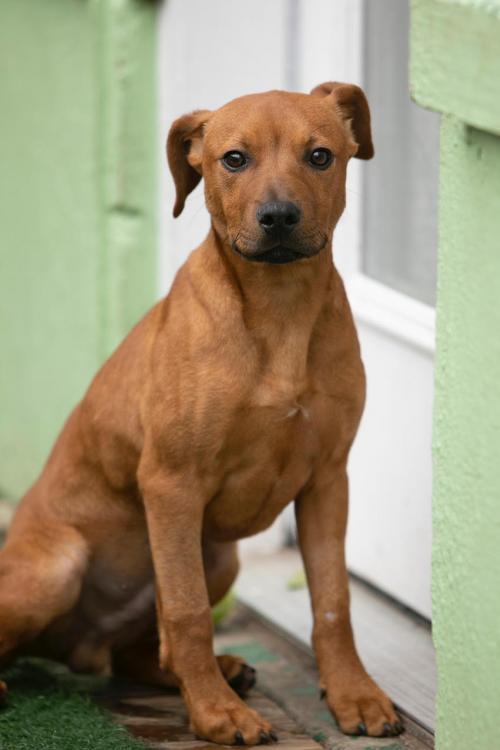 Joey Life is Labs Rescue
