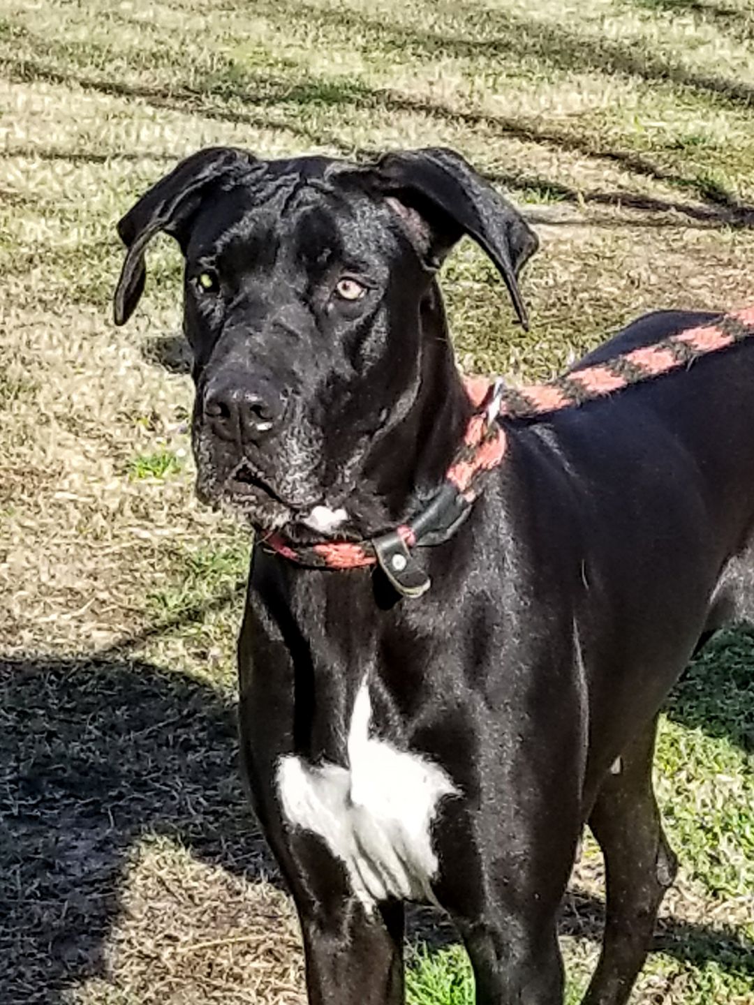 Mabry Stars Save the Animals Rescue