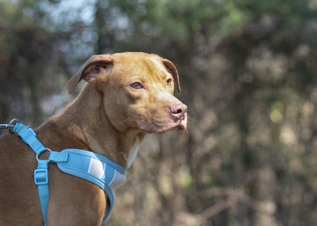 Maddie Oconee County Animal Shelter