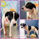 Adoptable (Official) Georgia Dogs for March 5, 2020