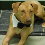 Adoptable (Official) Georgia Dogs for March 23, 2020