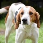 Adoptable (Official) Georgia Dogs for March 13, 2020