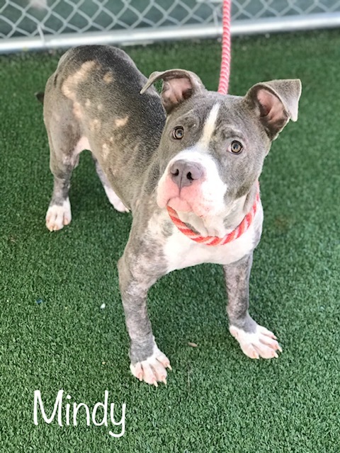 Mindy Cobb County Animal Shelter