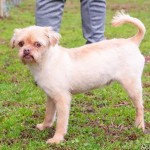 Adoptable (Official) Georgia Dogs for March 27, 2020