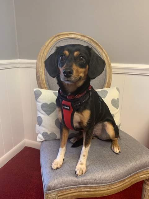 Penny BARC Humane