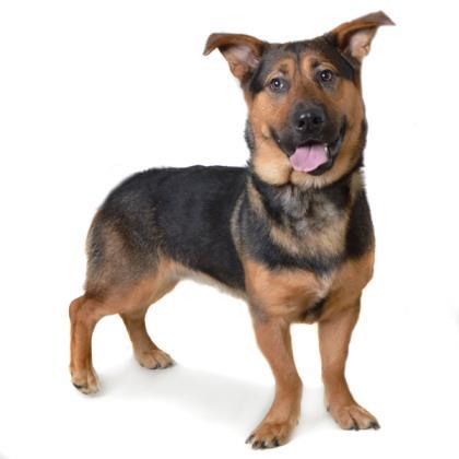 Pepper Jack Humane Society Northeast GA