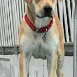 Adoptable (Official) Georgia Dogs for March 10, 2020