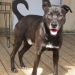 Adoptable (Official) Georgia Dogs for March 9, 2020