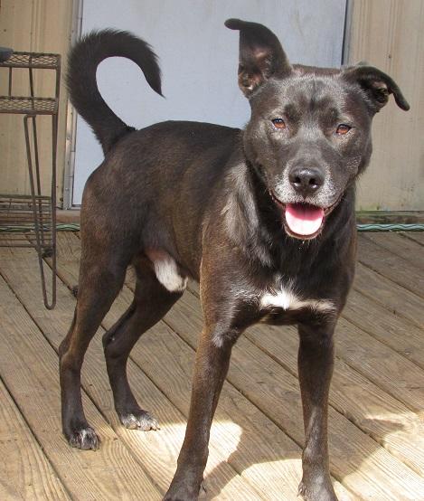 Ryker Stars Save the Animals Rescue