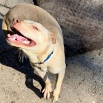 Adoptable (Official) Georgia Dogs for March 18, 2020