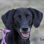 Adoptable (Official) Georgia Dogs for March 4, 2020