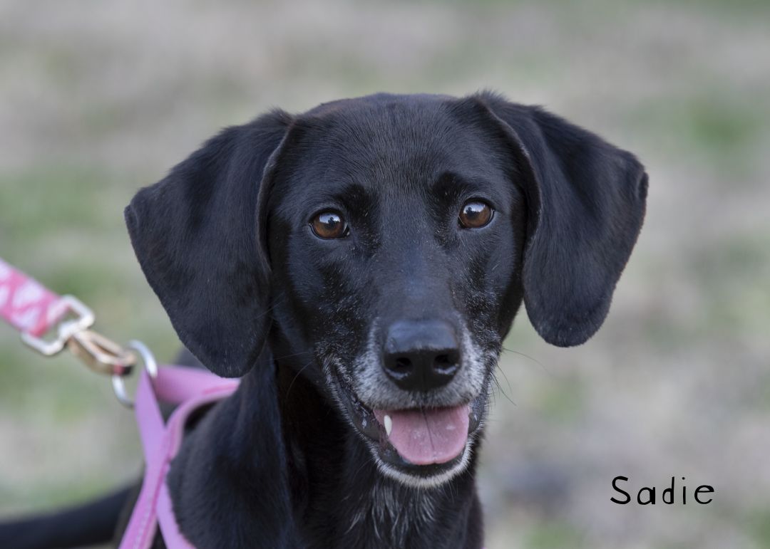 Sadie Oconee County Animal Shelter