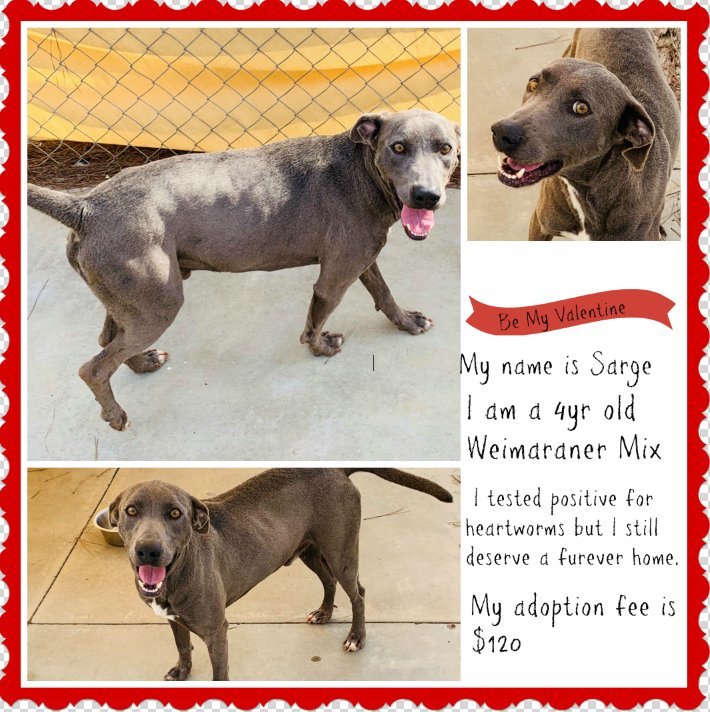 Sarge Lee County Animal Shelter