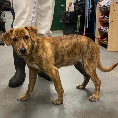 Squeak Humane Society of Harris County