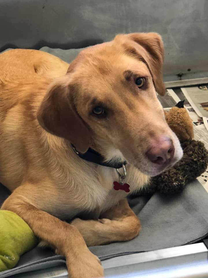 Bruno Humane Society of NW Georgia