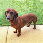 Adoptable (Official) Georgia Dogs for April 7, 2020