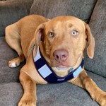 Adoptable (Official) Georgia Dogs for April 1, 2020