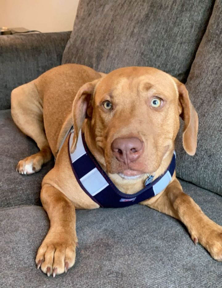 Dog adoption GaPundit Page 68