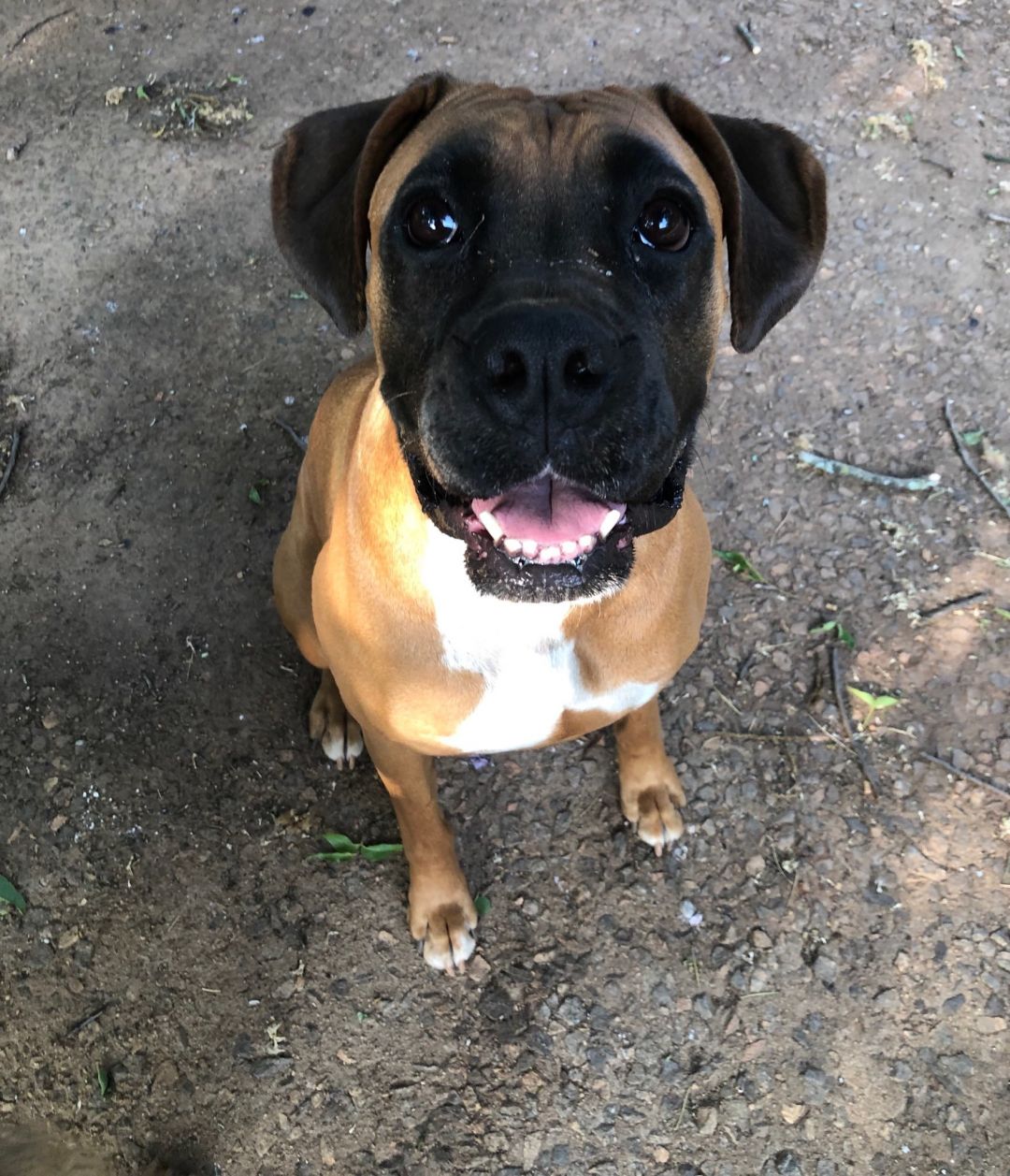 Dakota Atlanta Canine Adoption Project Monticello