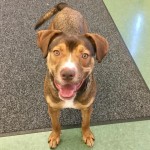 Adoptable (Official) Georgia Dogs for April 15, 2020