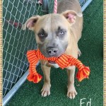 Adoptable (Official) Georgia Dogs for April 24, 2020
