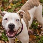 Adoptable (Official) Georgia Dogs for April 13, 2020