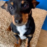 Adoptable (Official) Georgia Dogs for April 17, 2020