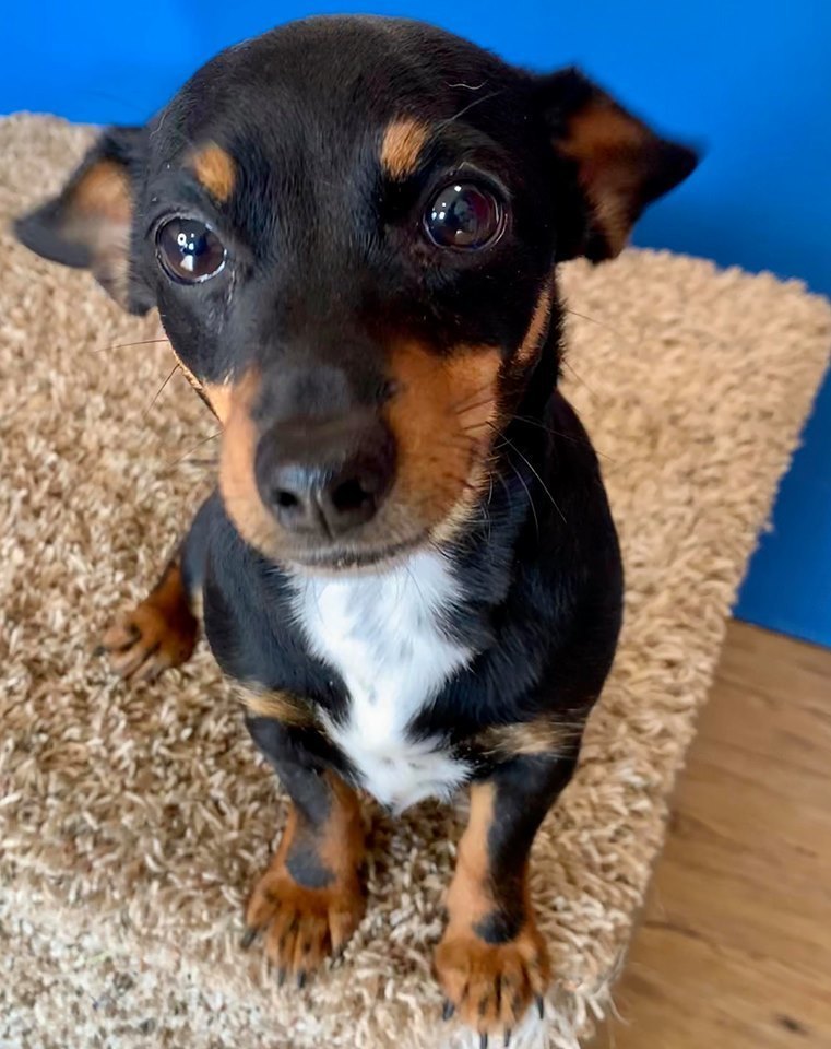 Emmie Lou Dolly Goodpuppy Society