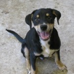 Adoptable (Official) Georgia Dogs for April 16, 2020