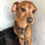 Adoptable (Official) Georgia Dogs for April 8, 2020