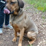 Adoptable (Official) Georgia Dogs for April 29, 2020