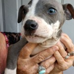 Adoptable (Official) Georgia Dogs for April 30, 2020