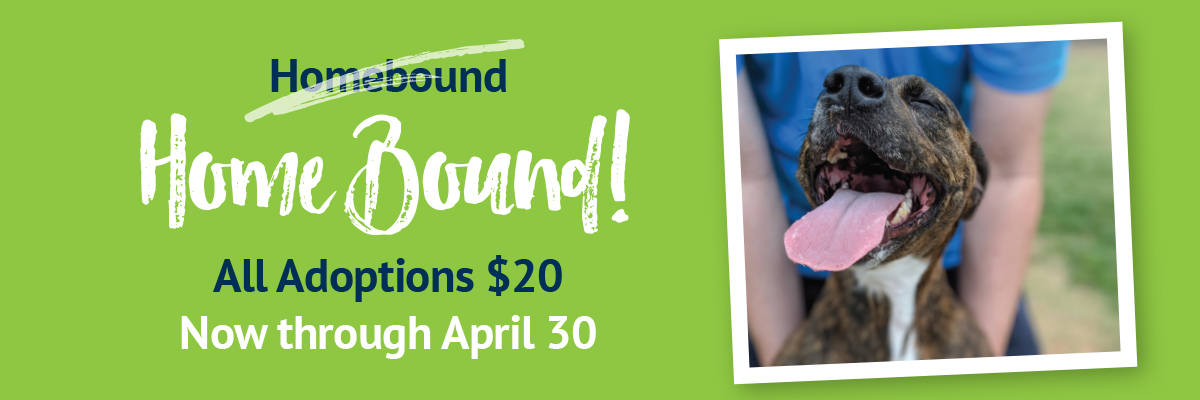 Home-Bound-2-Adoption-Special-Dog-Slider--1200x400