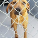 Adoptable (Official) Georgia Dogs for April 14, 2020