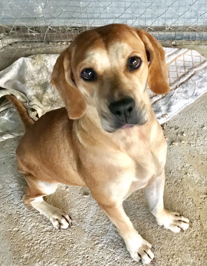 Dog adoption GaPundit Page 68