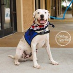 Adoptable (Official) Georgia Dogs for April 6, 2020