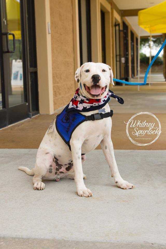 Jax Humane Society of Terrell County