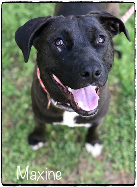 Maxine Cobb County Animal Shelter