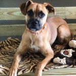 Adoptable (Official) Georgia Dogs for April 28, 2020