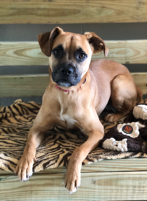 McKenzie Humane Society NW Georgia