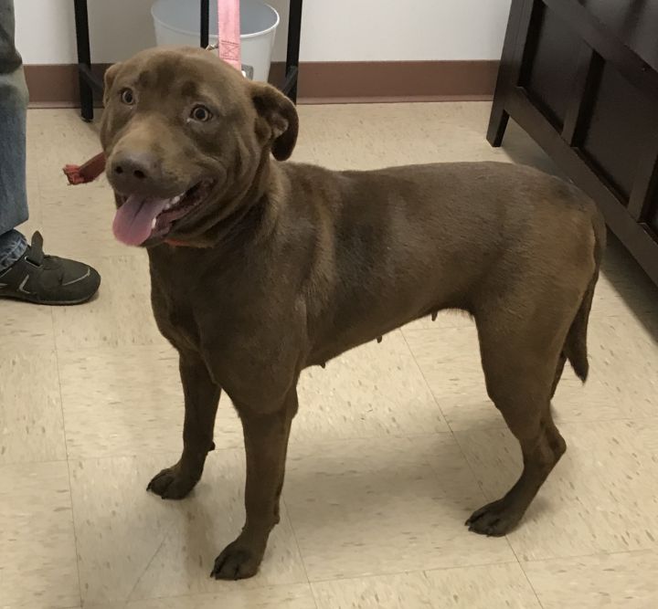 Dog adoption GaPundit Page 68