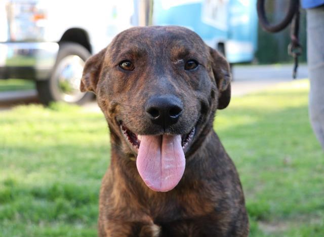 Odin Glynn County Animal Services
