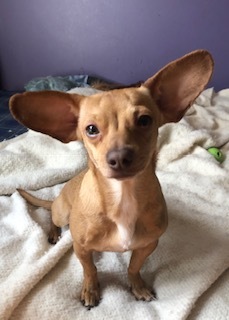 Piglet Atlanta Canine Adoption Project Monticello