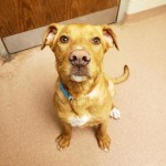 Adoptable (Official) Georgia Dogs for April 22, 2020
